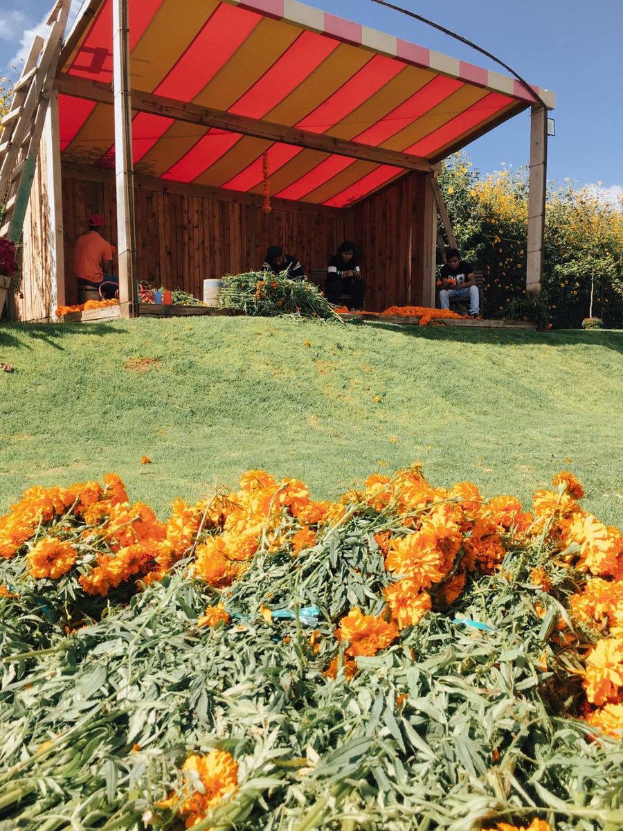 cervezacholula's tweet photo. Nos estamos preparando para #DiaDeMuertos en el jardín. https://t.co/UDCWZKAWmq