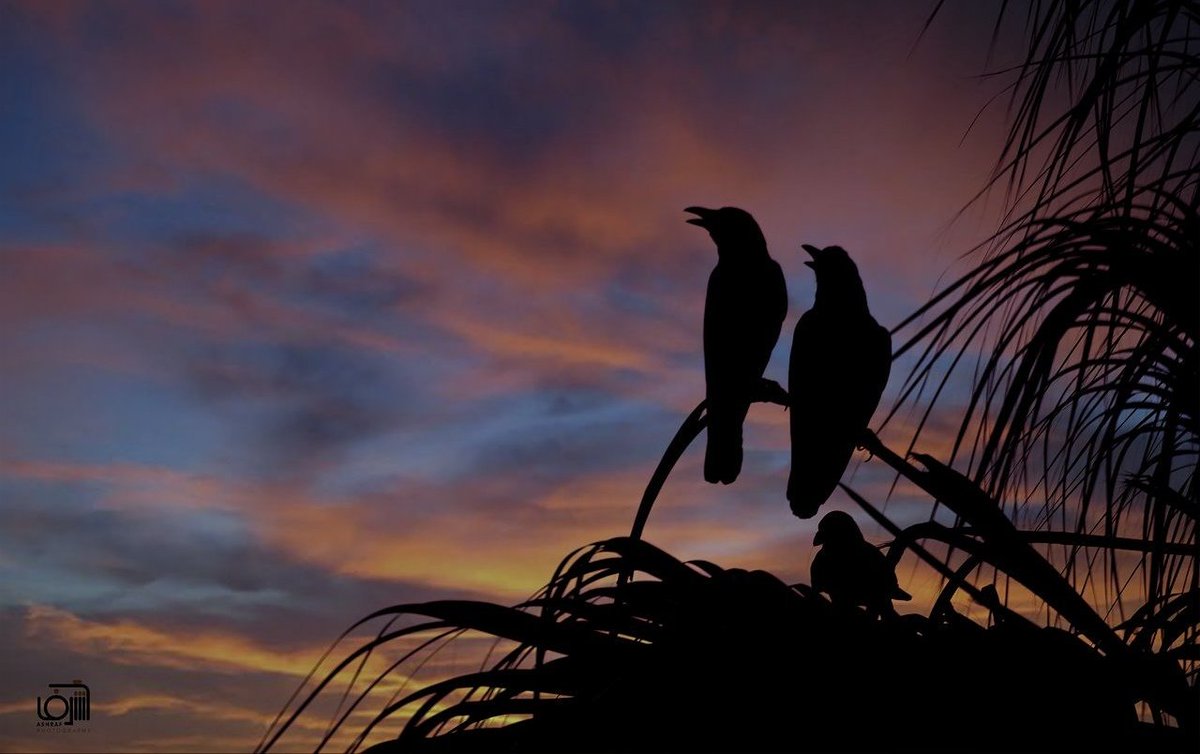 amshreefosman's tweet photo. #birds https://t.co/AQvSCoEH7z
