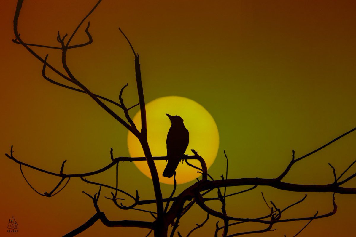 amshreefosman's tweet photo. #birds https://t.co/AQvSCoEH7z