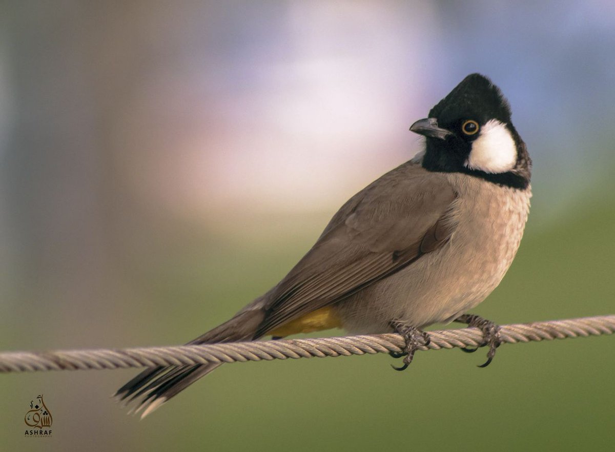 amshreefosman's tweet photo. #birds https://t.co/AQvSCoEH7z