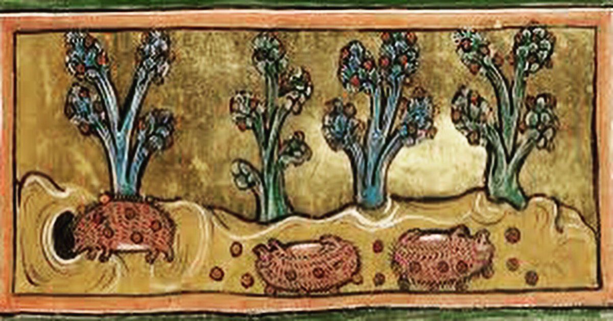 encherepublique's tweet image. #ALaGuerre 😱 comme à la guerre ! Au #MoyenAge on pensait que les épines du #hérisson lui servaient à récolter sa nourriture. Le Bestiaire médiéval de Rochester 1230 expliquait qu'il montait aux arbres, faisait tomber leur fruits, puis les embrochait pour les ramener à ses petits