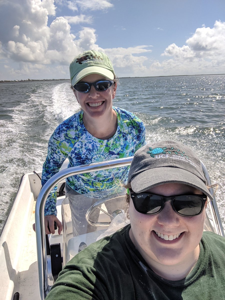 erin_seney's tweet image. Just one turtle capture and lots of rays, but a nice day to be out on the water with @KaptainRose and the rest of today&apos;s #UCFTurtleLab netting crew!