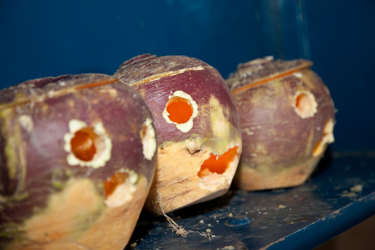 GoToIrelandUS's tweet image. A4: #DYK that turnips were the original jack-o'-lanterns? During Samhain in Ireland, people carved faces in turnips! These scary lanterns were lit with candles and left on doorsteps in the hopes of warding off evil spirits… 👻 #PucaFestival #LoveIreland