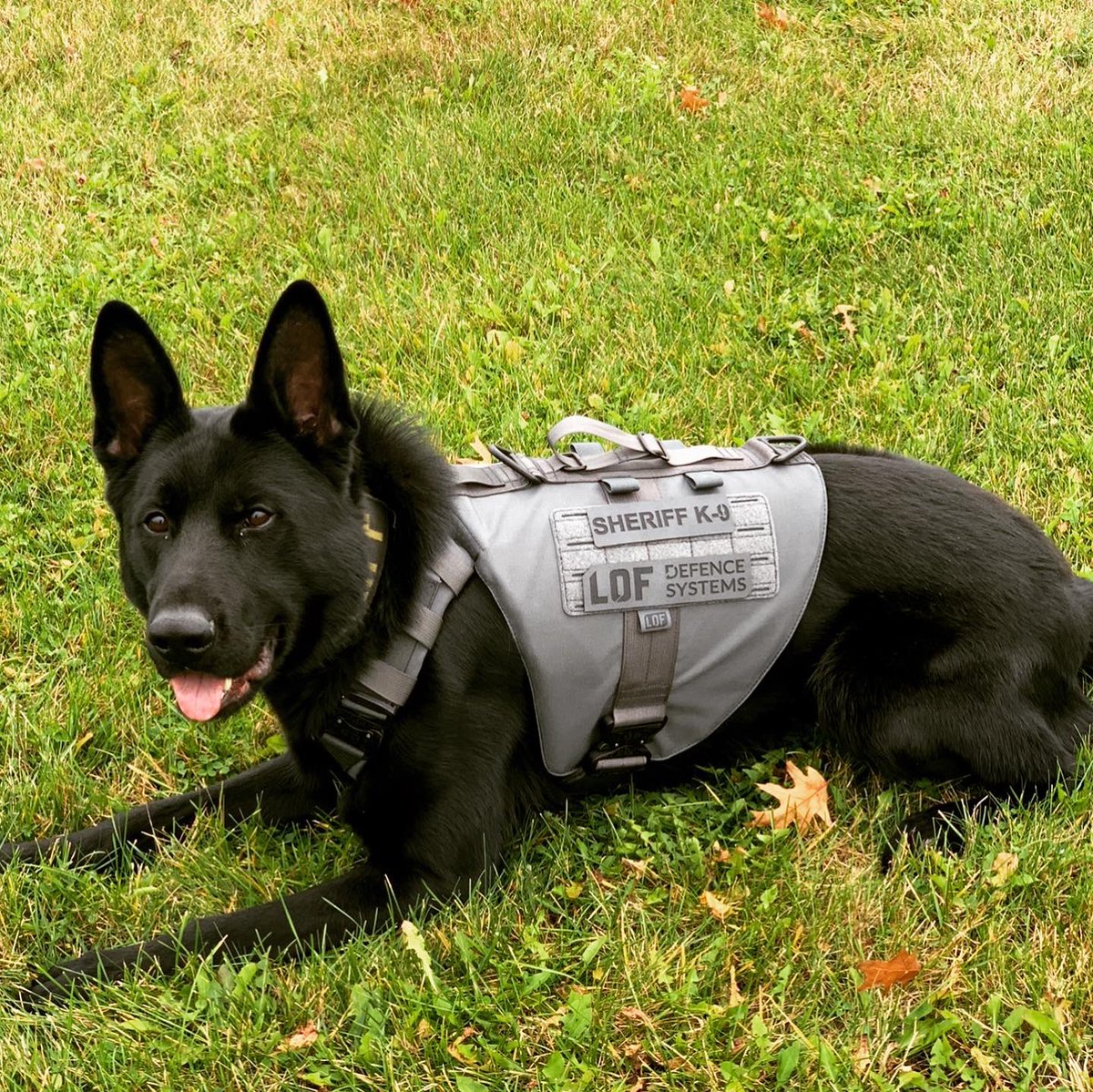 Check this out, the ballistic vest @bradysk9fund purchased for my me arrived, I’m stoked and I think the dad likes it too.  @lofdefence makes quality products, proud to have one of their vest protecting my man.  Thanks again Brady 🤙🏻🤙🏻. #bradysk9fund #Lofdefense #K9