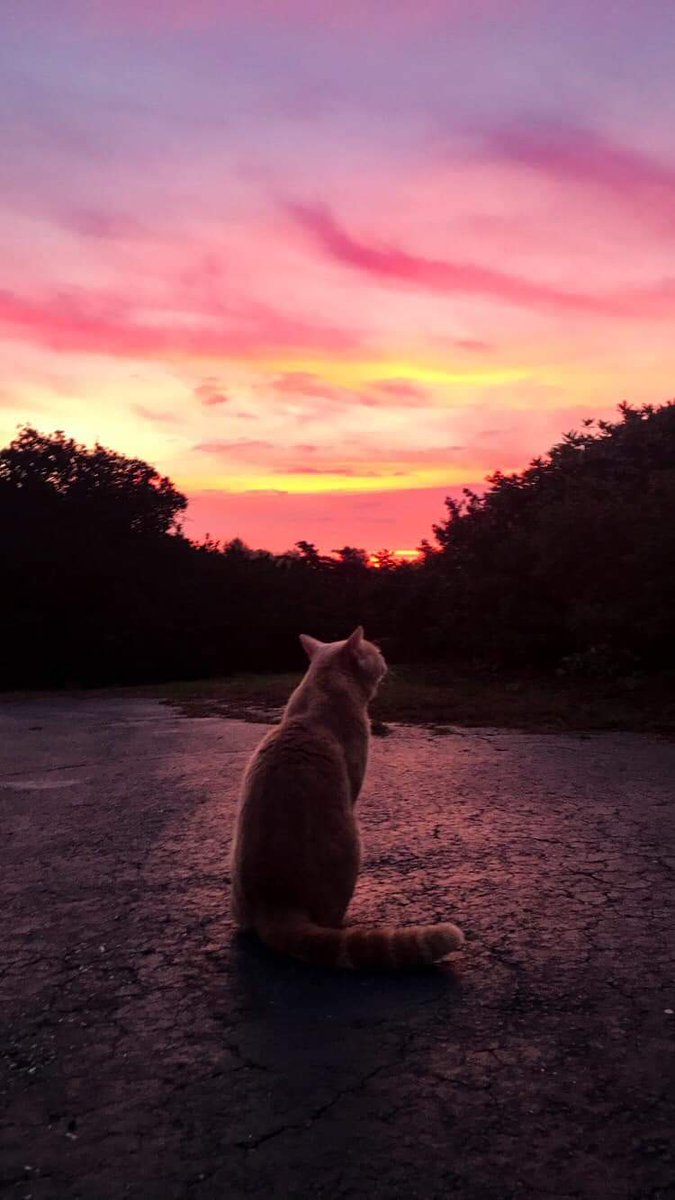 jude_pearson's tweet image. @CheAimee @dvntownsend our cat Castiel could be Fuzz Aldrin's space mate. 
#fuzzaldrin
#Halloween #empath