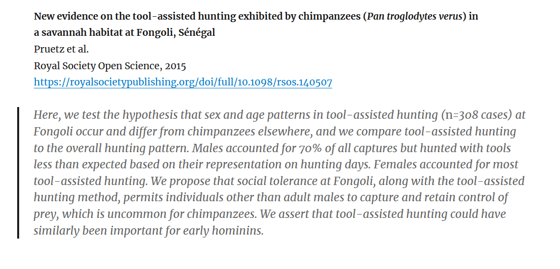 Certains chimpanzés chassent même avec des outils (surtout les femelles), d’autres n’hésitent pas à affronter des léopards pour leur piquer des carcasses (c’est ce qu’on appelle du charognage actif, mais toujours pas du végétalisme).
