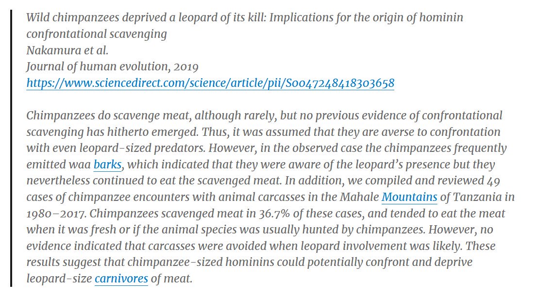 Certains chimpanzés chassent même avec des outils (surtout les femelles), d’autres n’hésitent pas à affronter des léopards pour leur piquer des carcasses (c’est ce qu’on appelle du charognage actif, mais toujours pas du végétalisme).