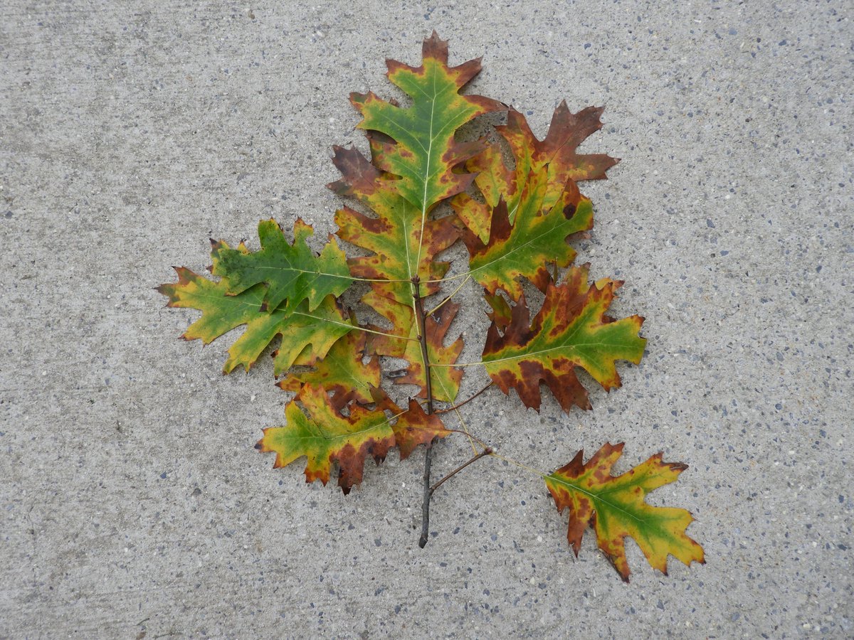 Mary Ann Hansen tweet media