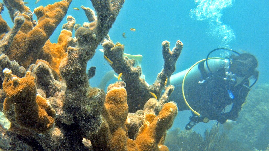 MSBProgram's tweet image. Coral are stressed enough as it is, and this newly identified #bacteria isn't helping. C. aquarickettsia is a parasitic bacteria that drains energy from coral, making them easier targets for other pathogens and reef-destroying environmental conditions. buff.ly/2MRy8MY