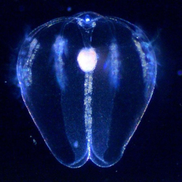 UFWertheim's tweet photo. Researchers in the Martindale Lab @Whitney_Lab worked in collaboration with the Herbert Wertheim College of Engineering to investigate the ctenophore, or comb jelly, as a system to study wound healing and regeneration. 

https://t.co/BFJIEqPJzr https://t.co/a2tpeSjZlR