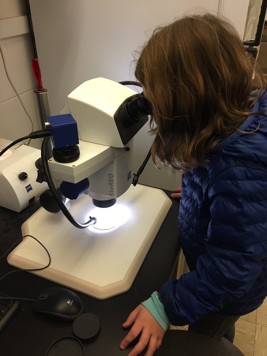 I just taught a 7 year old Ectomycorrhiza colonization.