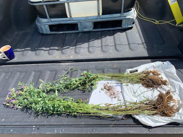 AdvancedAgTech's tweet photo. Gotta love lines in the field during a trial.

3rd party hay trial data is in:

Control: 1715lbs/bale
ACF-SR: 1955lbs/bale

Control: 1.8 bales/ac
ACF-SR: 3 bales/ac

300%+ increase in feed value 😳

Second cut looked just as good, even in drought conditions. https://t.co/4A09UzeSL1