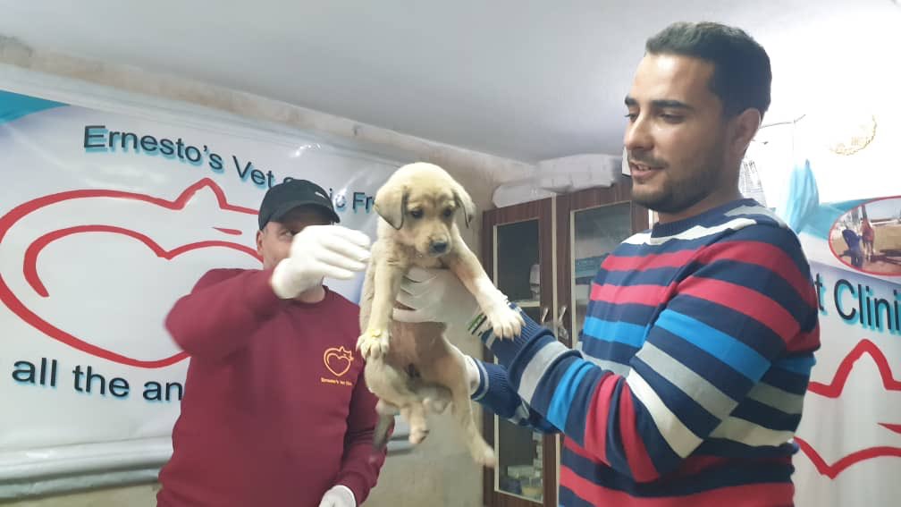 続報 isis急襲現場にいたもう1匹の犬 犠牲になった ボビー に会う アレッポの犬と猫男さん 夜空の輝き 続報 isis急襲現場にいたもう1匹の犬 犠牲になった ボビー に会う アレッポの犬と猫男さん 夜空の輝き