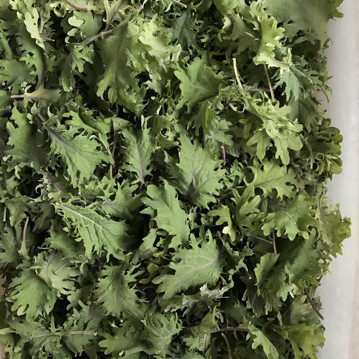 Sale alert: Baby kale is only $3 per 1/2 lb right now at our Farm Market.