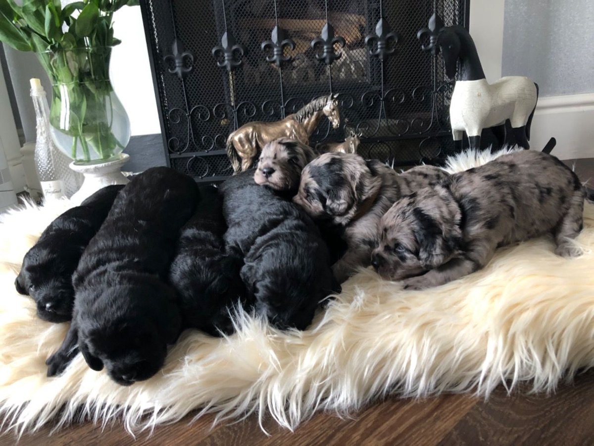 PetsCorral's tweet image. Pets Corral happily to announce new homes needed for the these cuties. Akc registered puppies and well socialized with kids.
pets-corral.com