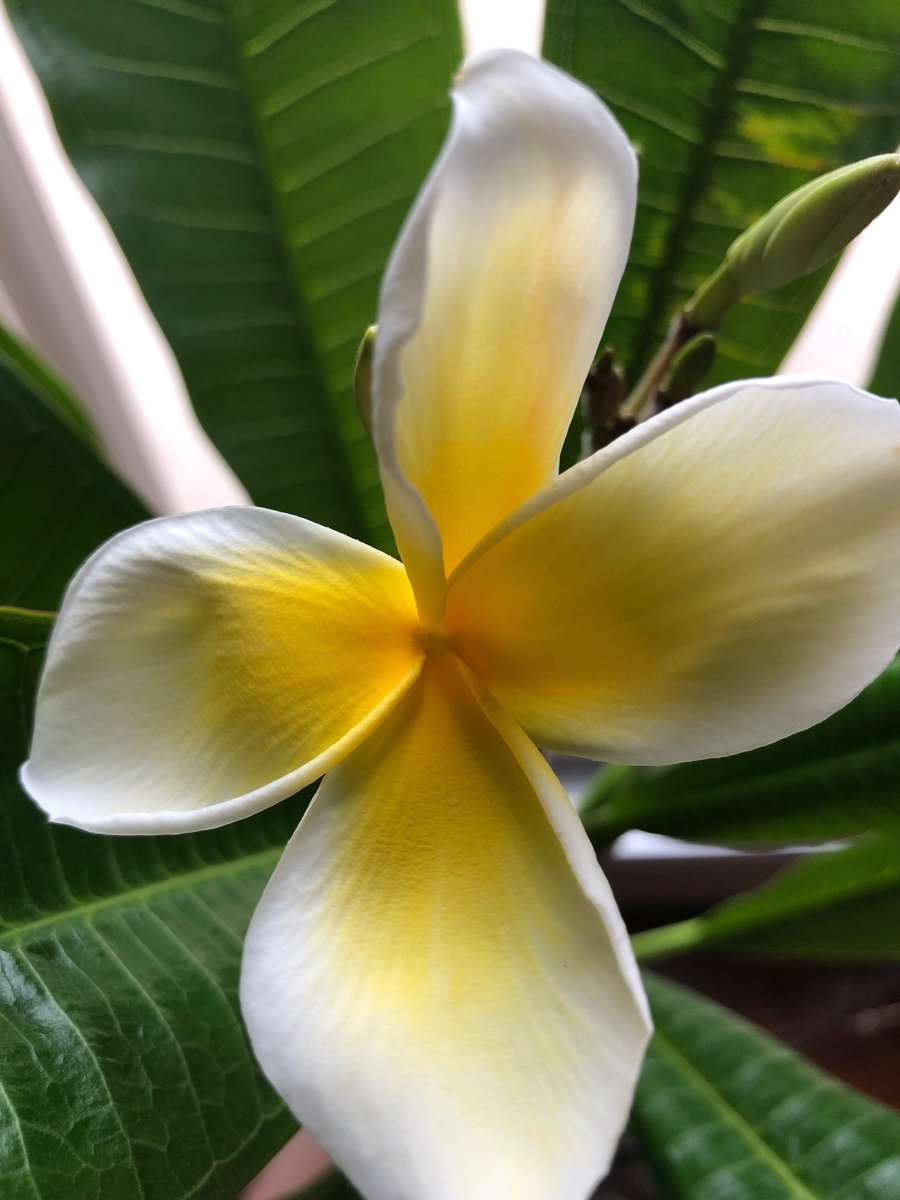 In July, 2018 my daughter Maggie gave me a five inch long green stick...it was from a Hawaiian Plumeria. After 15 months of TLC, it bloomed today. And there are at least 8 more in the cluster that will bloom soon. Their fragrance is... fragrantly Hawaiian.