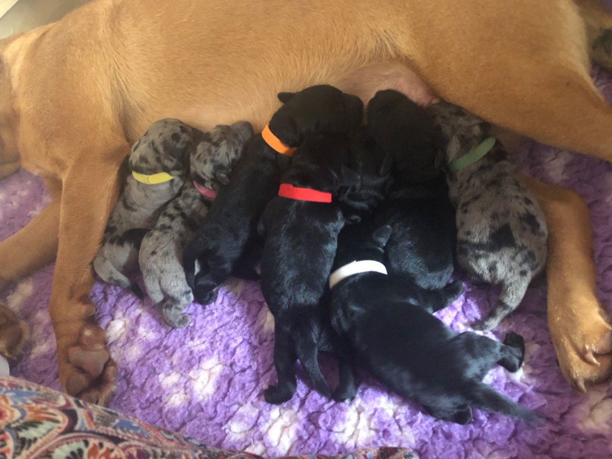 PetsCorral's tweet image. We serve quality Labradors and healthy puppies
pets-corral.com