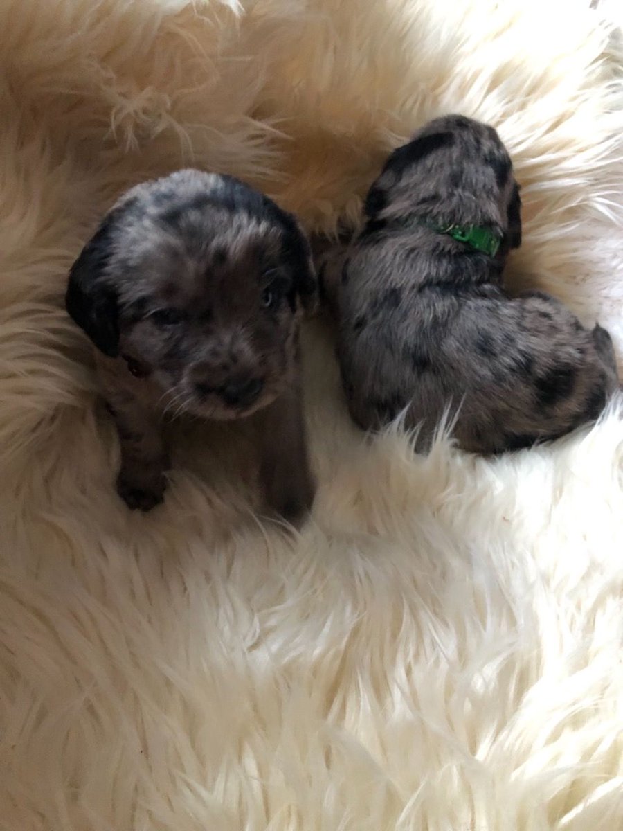 PetsCorral's tweet image. Both males and females available 
pets-corral.com