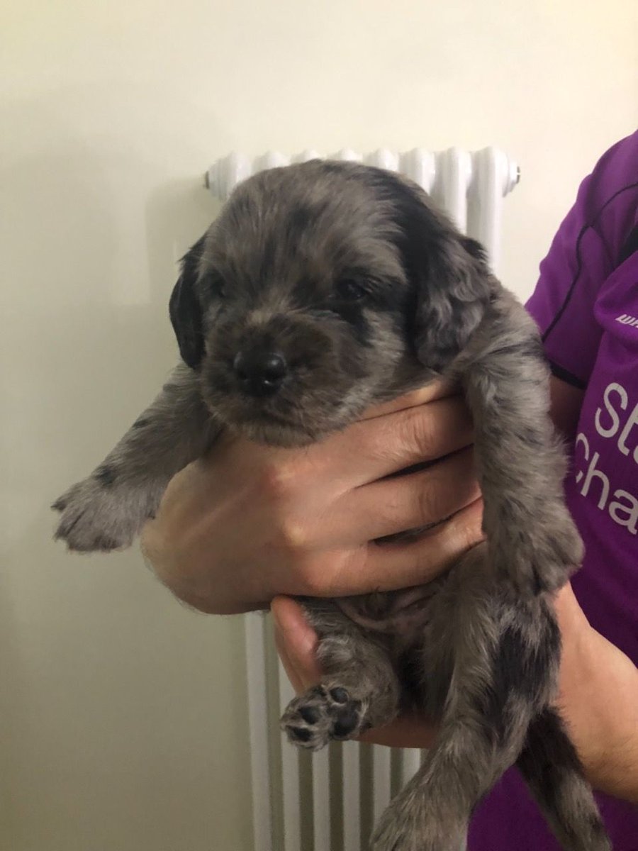 PetsCorral's tweet image. Happy Labradors
pets-corral.com