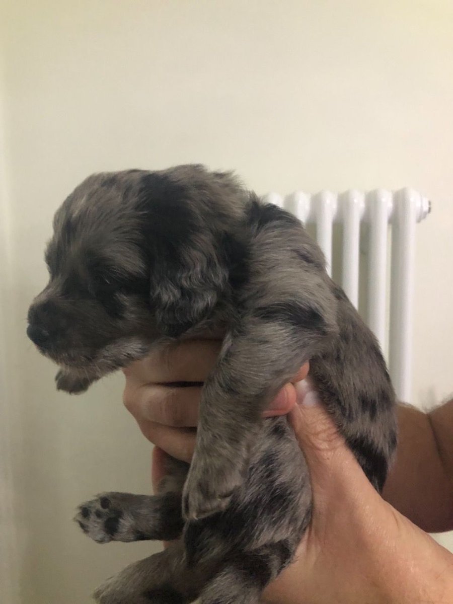 PetsCorral's tweet image. Happy Labradors
pets-corral.com