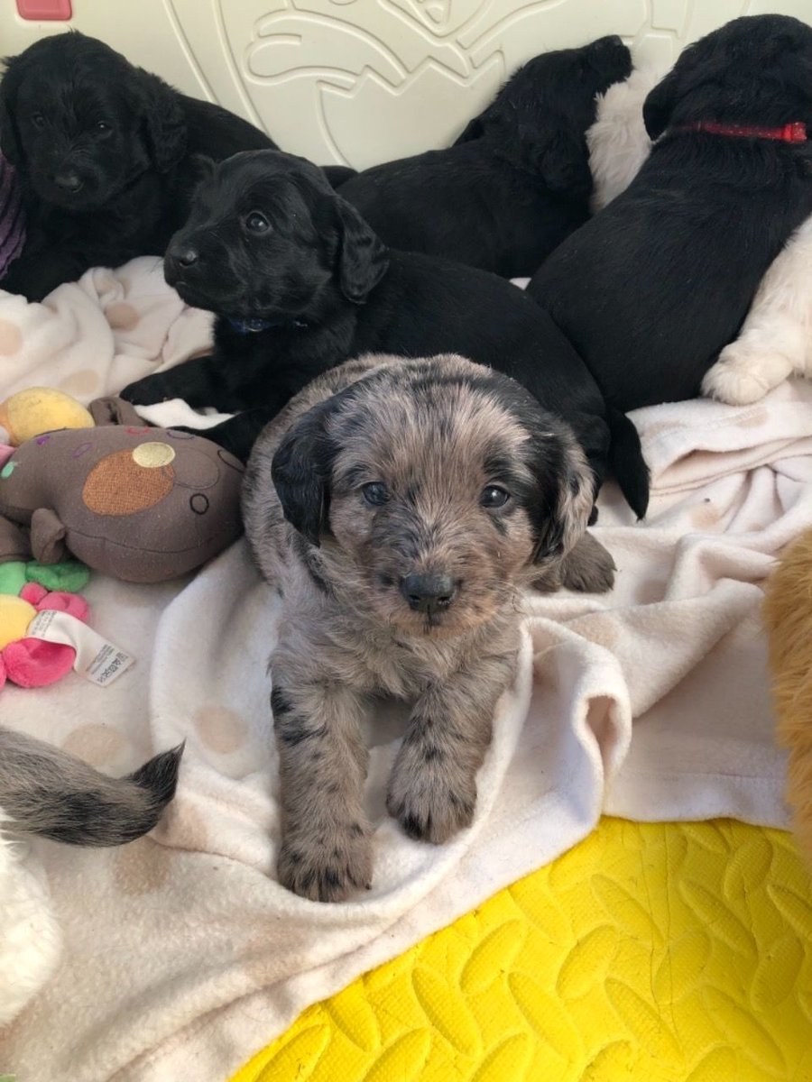 PetsCorral's tweet image. pets-corral.com