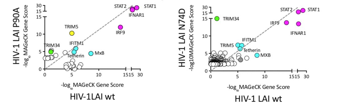 MollyOhainle's tweet photo. Excited that our latest work is out now in BioRxiv. TRIM34 restricts infection of some HIV and SIV capsids. and (surprise!): it needs TRIM5 to do its job. HIV-CRISPR Screening FTW! (Part II)

TRIM34 acts with TRIM5 to restrict HIV and SIV capsids https://t.co/QUFLFS3RmR https://t.co/PdaONcAQX8