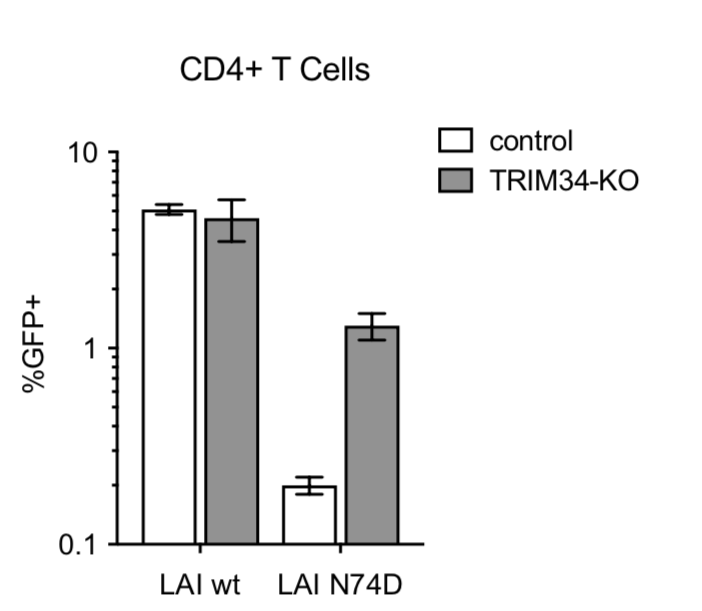 MollyOhainle's tweet photo. Excited that our latest work is out now in BioRxiv. TRIM34 restricts infection of some HIV and SIV capsids. and (surprise!): it needs TRIM5 to do its job. HIV-CRISPR Screening FTW! (Part II)

TRIM34 acts with TRIM5 to restrict HIV and SIV capsids https://t.co/QUFLFS3RmR https://t.co/PdaONcAQX8
