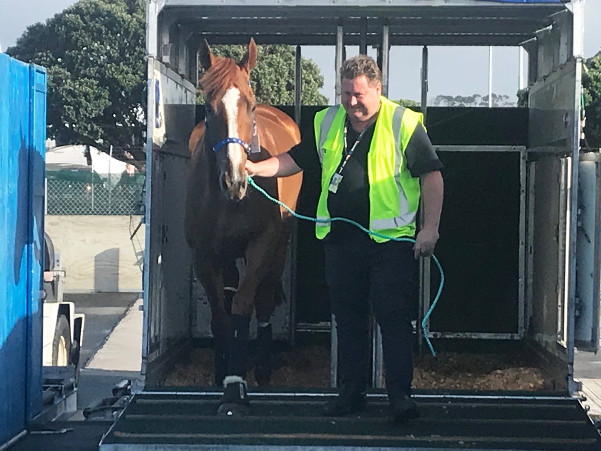 KarakaChat's tweet photo. The Shark is home! ✈️🦈
#NZBAirfreight safely flew the star #TeAkauShark home this morning. Heading to the grassy pastures of @TeAkauRacing Stud for a well deserved break after his huge efforts in the Cox Plate.
#FlyingFirstClass https://t.co/0o2di1AWY0