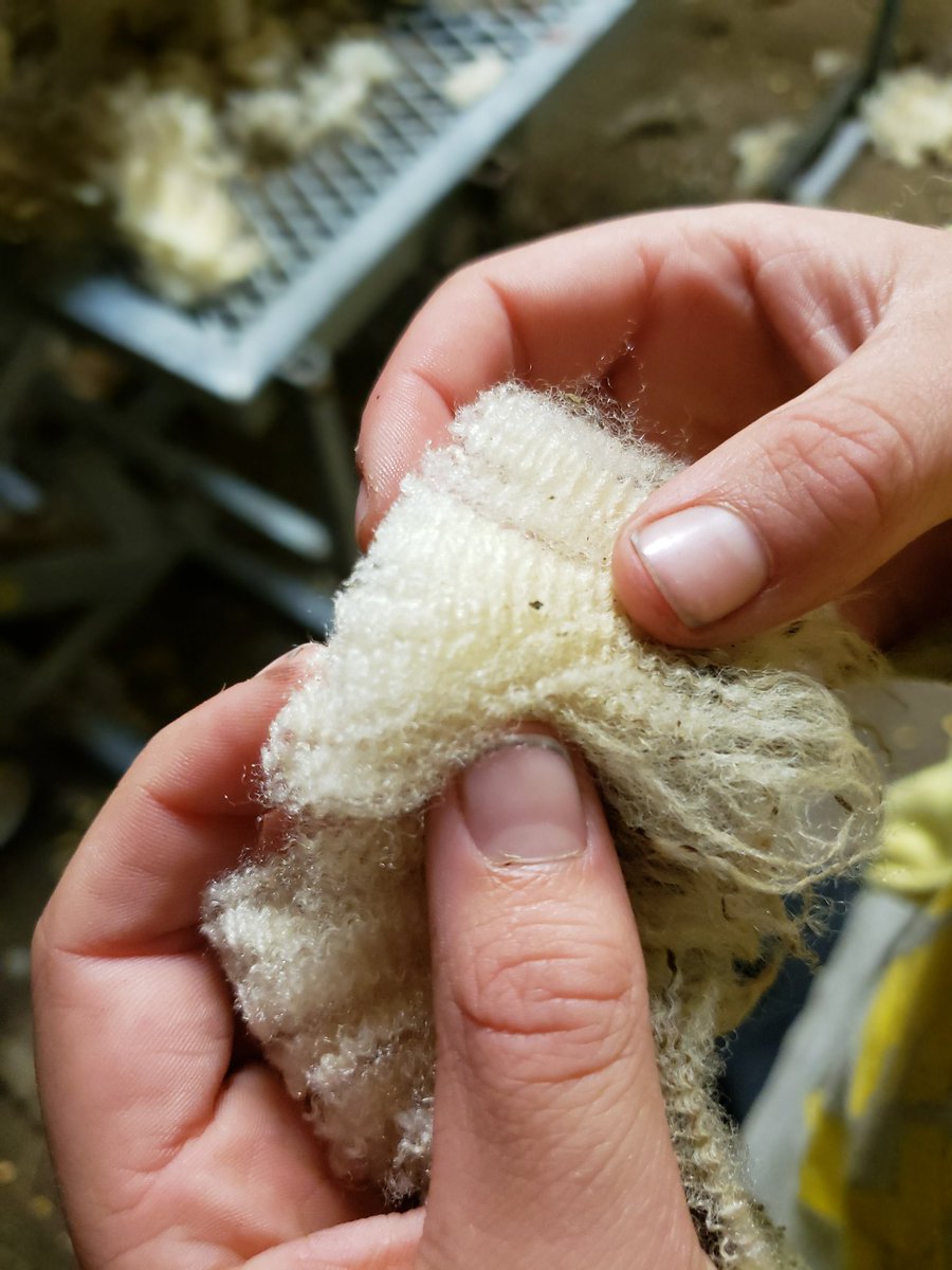 NesFarm's tweet photo. Can't believe we are selling this for pennies on the kilogram overseas pillow stuffing
#OntWool π https://t.co/dJphYzTWxY