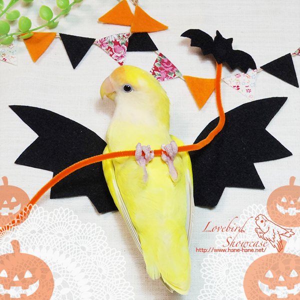Kaori Birdshowcas على تويتر Happy Halloween 粟穂くれなきゃ壁紙かじるぞ 訳 お菓子をくれなきゃいたずらするぞ Halloween ハロウィン ハッピーハロウィン Halloween19 インコ フードアート Kaori Birdshowcas على تويتر Happy Halloween 粟穂くれなきゃ壁紙かじるぞ 訳 お菓子をくれなきゃいたずらするぞ Halloween ハロウィン ハッピーハロウィン Halloween19 インコ フードアート