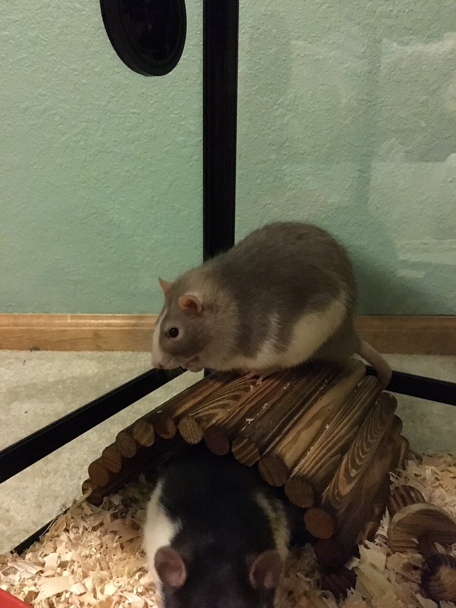 ClawsFins's tweet photo. A chubby boy and a long man. #rats #pets #animals #petkeeping #petcare #rodents https://t.co/QkgkpvRmTY