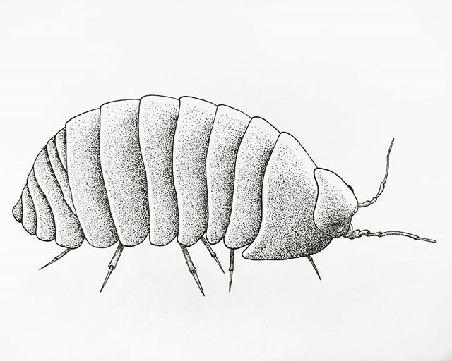 howstevesees's tweet photo. What you going to do now that you've got the little thing?
Catch, inktober 2019 day 30
#inkdrawing #inktober2019 #inktober #bug #bugdrawing #pillbug #rolliepollie https://t.co/WGlvou4p9o https://t.co/3gQP1lHgRt