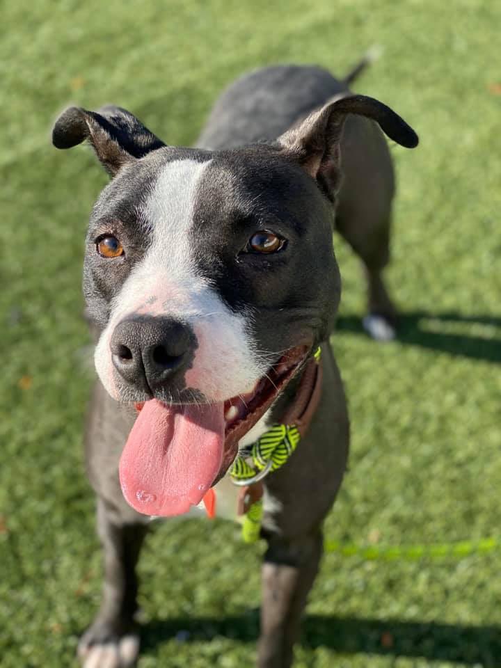 CityDogsCLE's tweet image. Monica is a sweet, dainty, well-rounded lady. She is up for play time &amp;amp; walks, but is also content to soak up some loving. She'll climb right into your lap if you invite her! She has a bright mind and takes treats gently, so she is fun to work with on training. #adopt #citydog