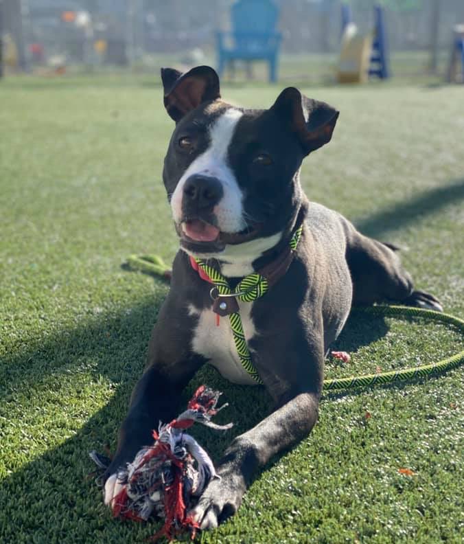 CityDogsCLE's tweet image. Monica is a sweet, dainty, well-rounded lady. She is up for play time &amp;amp; walks, but is also content to soak up some loving. She'll climb right into your lap if you invite her! She has a bright mind and takes treats gently, so she is fun to work with on training. #adopt #citydog