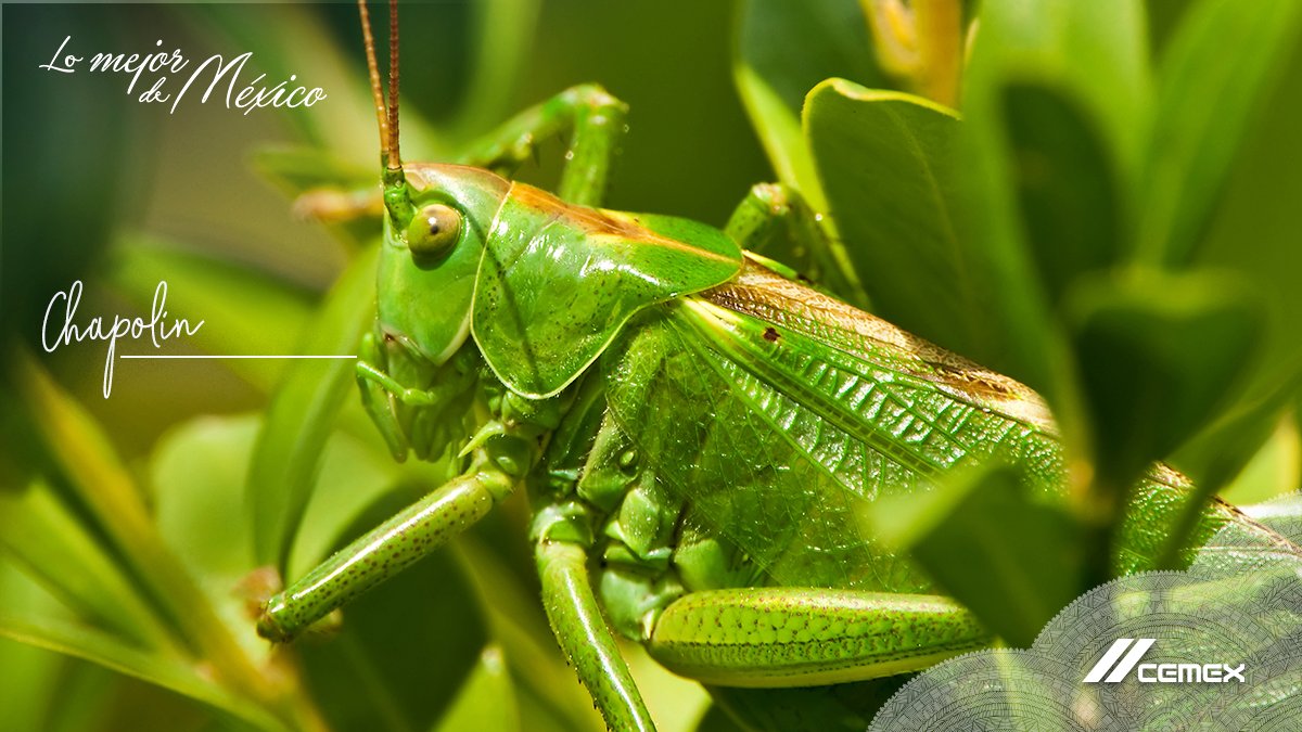 Chapolin Insect ¿Sabías que la palabra Chapulín se deriva del náhuatl Chapolin? 🤯 Su ...