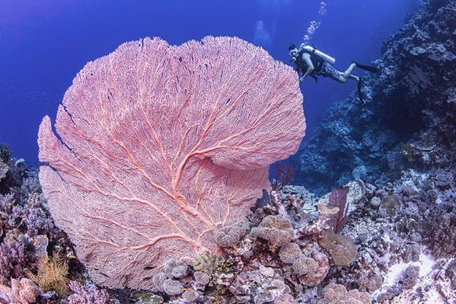 Another photo from one of the amazing dives here @conflictislands. Unlimited sites around every corner. ift.tt/34f6Uqx