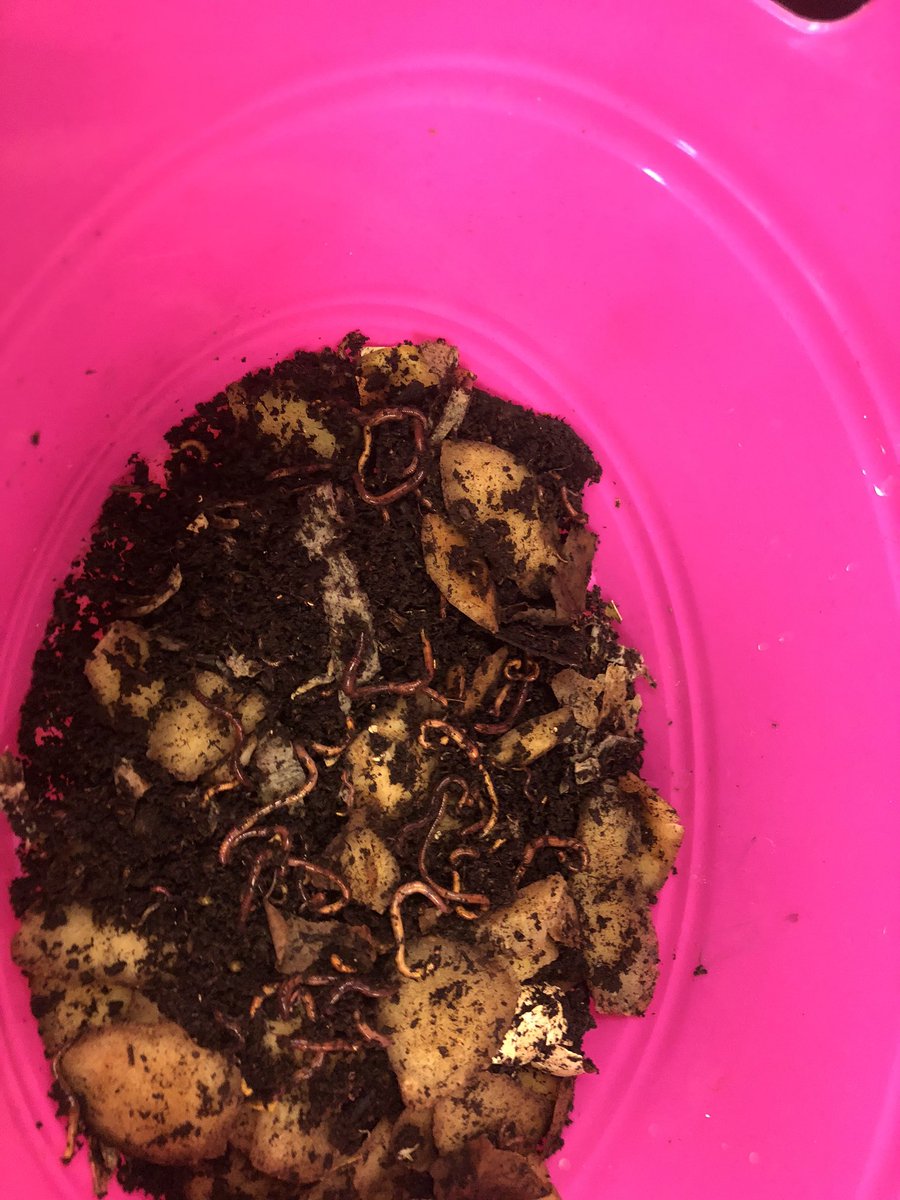 HDDawe's tweet photo. Successful day today harvesting our compost from our vermicompost! New bed is made and worms are settled back in again for a feed! We discovered eggs, brand new worms and so much more :) #zerowaste #doyourpart #vermicompost @beachycoveelem @NLESDCA #redwiggler #wormsarewonderful https://t.co/fi3zt2A229