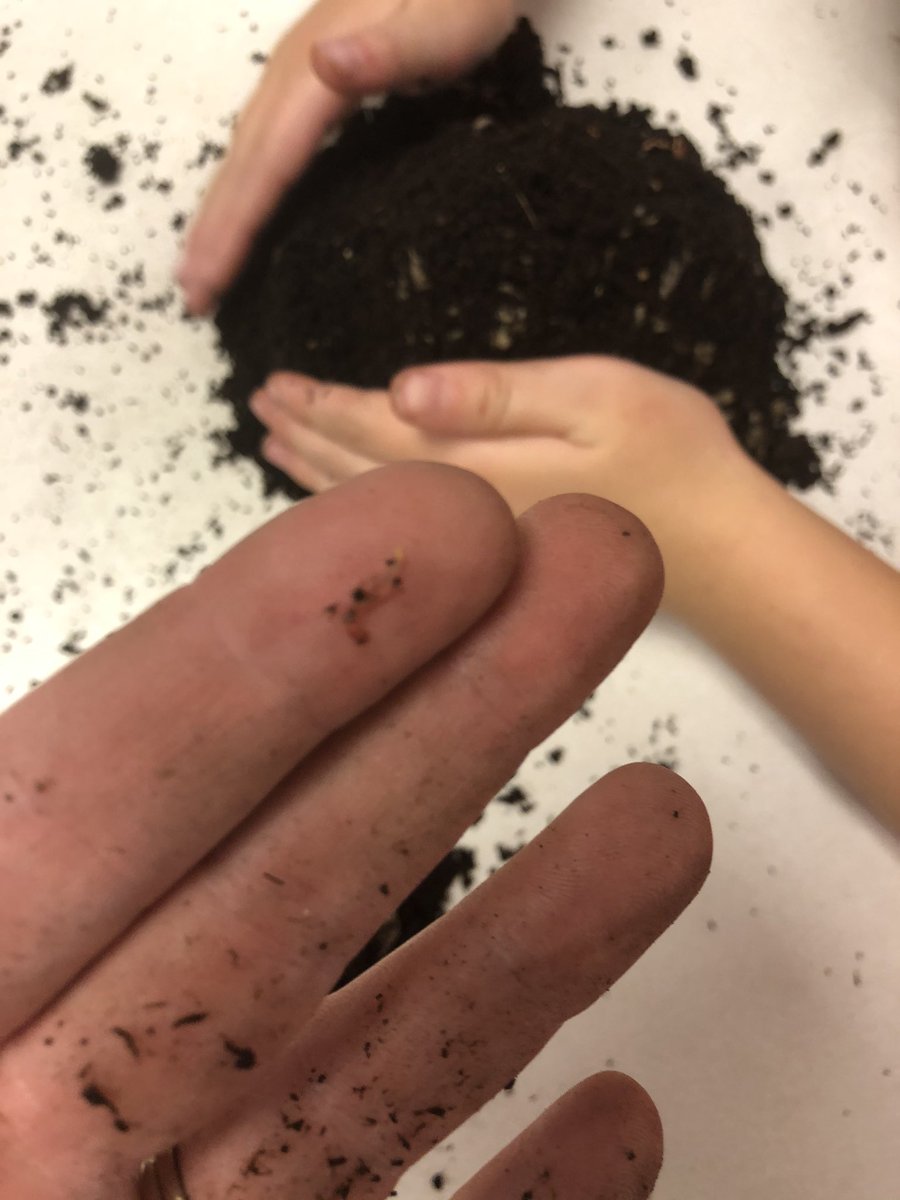 HDDawe's tweet photo. Successful day today harvesting our compost from our vermicompost! New bed is made and worms are settled back in again for a feed! We discovered eggs, brand new worms and so much more :) #zerowaste #doyourpart #vermicompost @beachycoveelem @NLESDCA #redwiggler #wormsarewonderful https://t.co/KHKbLDaNnv