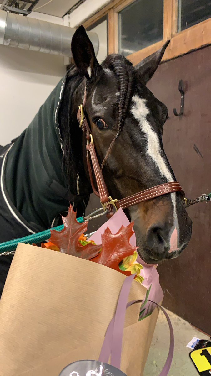josefineeilert's tweet photo. Kjekt å få låne Ask Major 🌟 https://t.co/x9ZlVBjjip