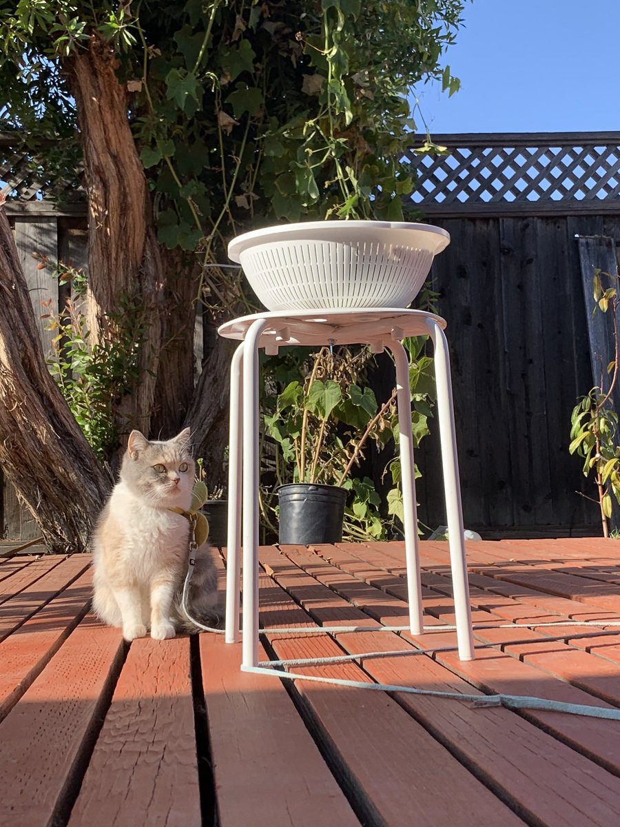 Lin446864729's tweet photo. My mom was worried about the squirrels will steal the peanuts, so I hired a security guard for them. 😉
I will pay her a fancy cat can 🍤 https://t.co/8p9sKegK1N