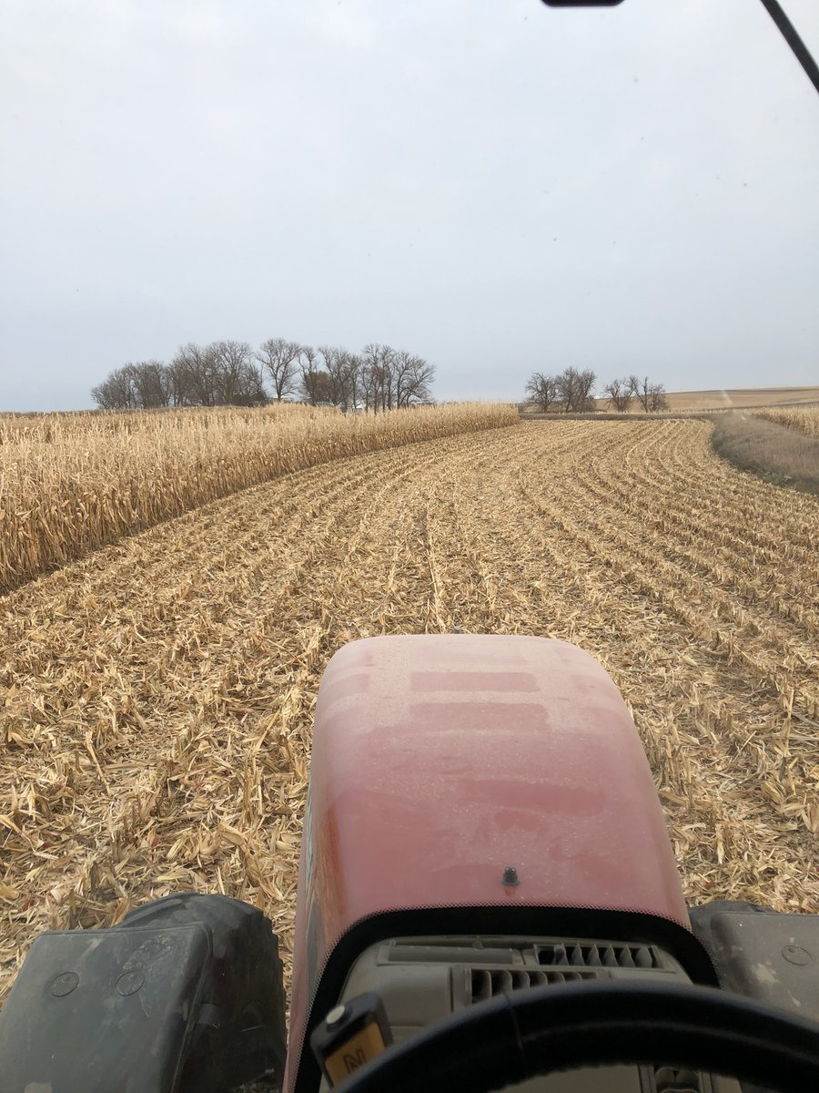 HansenNick's tweet photo. Between these terraces has always been a dead spot in the ground. Lucky to get 150 bu/AC most years. The past 3 winters I turn cows out here, set their bunks up and feed them here. Unbelievable what manure can do to a field. #recordyield https://t.co/HNdPov55SN