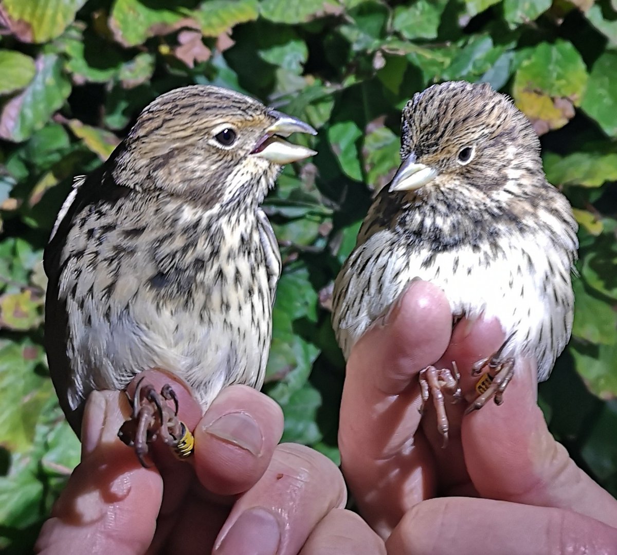 mattthesparrow's tweet image. I borrowed a thermal camera tonight &amp;amp; in 2 hours on the Marlborough Downs before the rain, ringed an amazing 4 Corn Buntings &amp;amp; 3 Skylarks. I met the farmer &amp;amp; he told me it was a stubble field untouched since harvest. There were 30 Corn Bunts &amp;amp; 40 Skylarks roosting in the field.