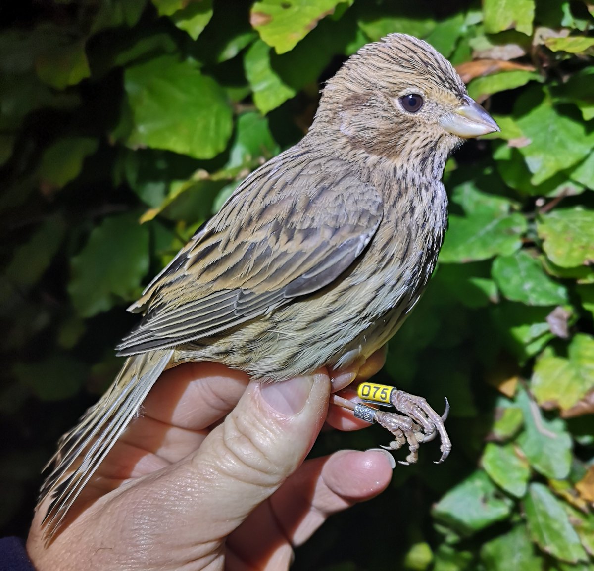 mattthesparrow's tweet image. I borrowed a thermal camera tonight &amp;amp; in 2 hours on the Marlborough Downs before the rain, ringed an amazing 4 Corn Buntings &amp;amp; 3 Skylarks. I met the farmer &amp;amp; he told me it was a stubble field untouched since harvest. There were 30 Corn Bunts &amp;amp; 40 Skylarks roosting in the field.