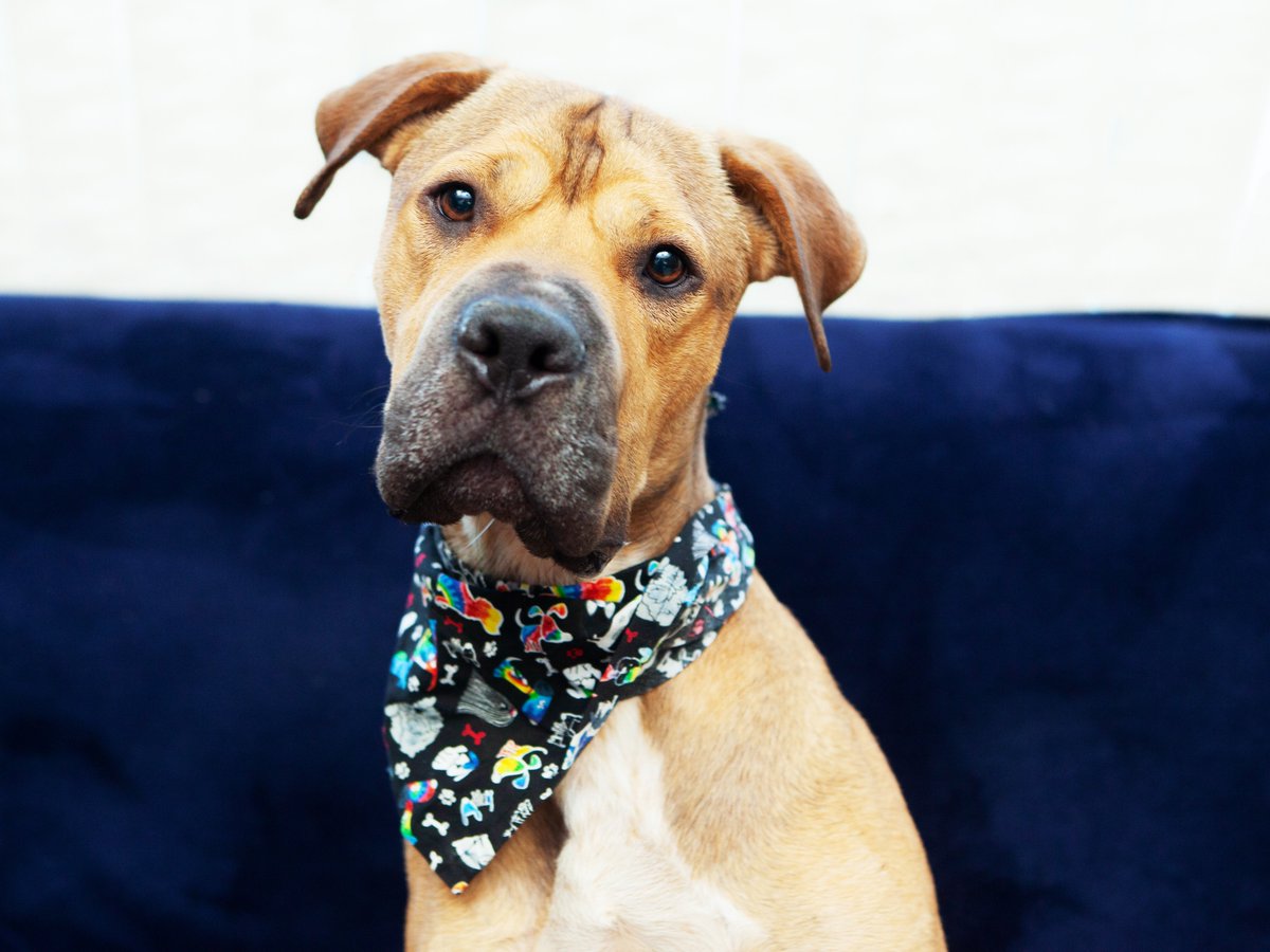 Friends of Lucas County Dogs tweet media