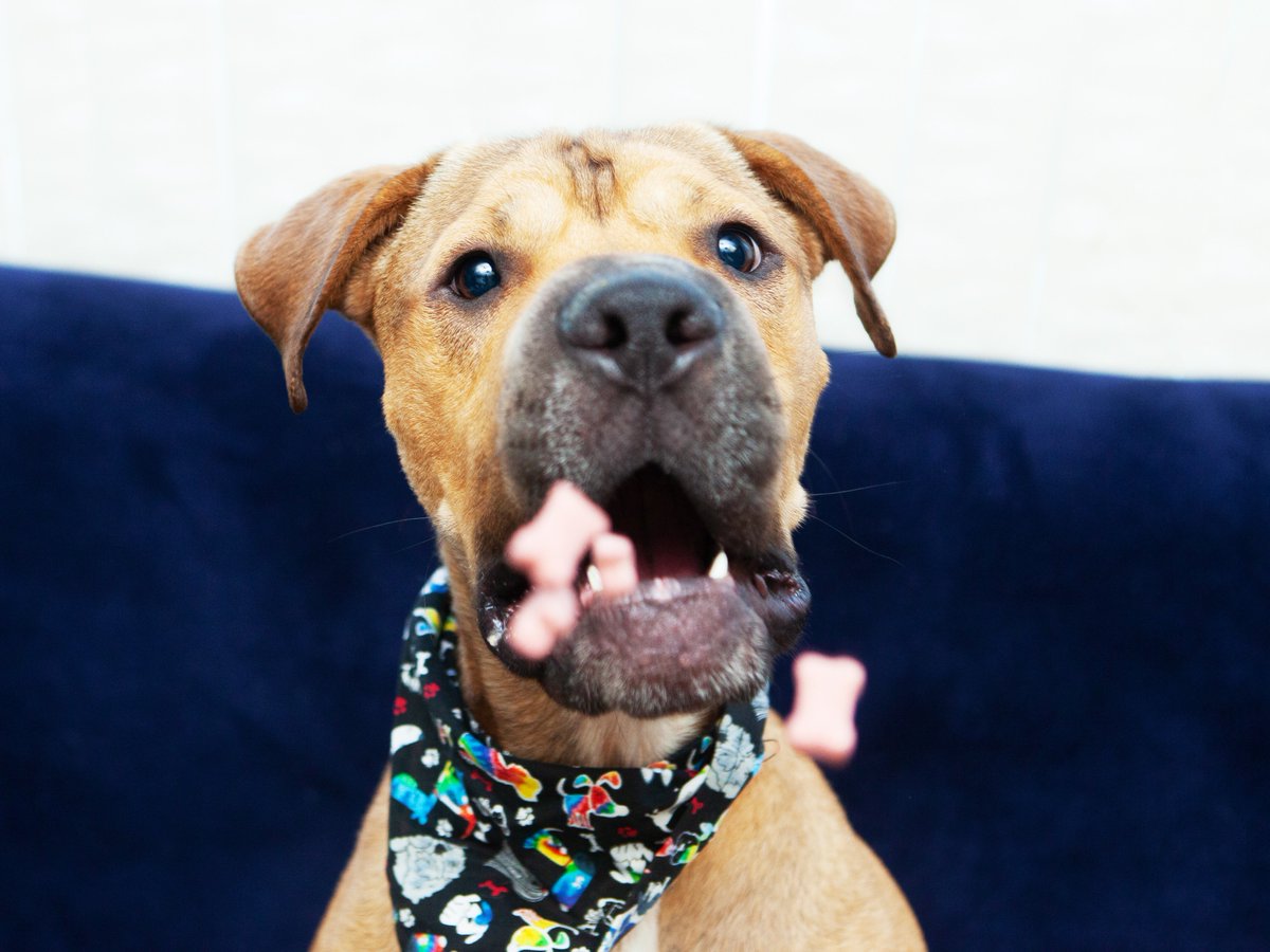 Friends of Lucas County Dogs tweet media