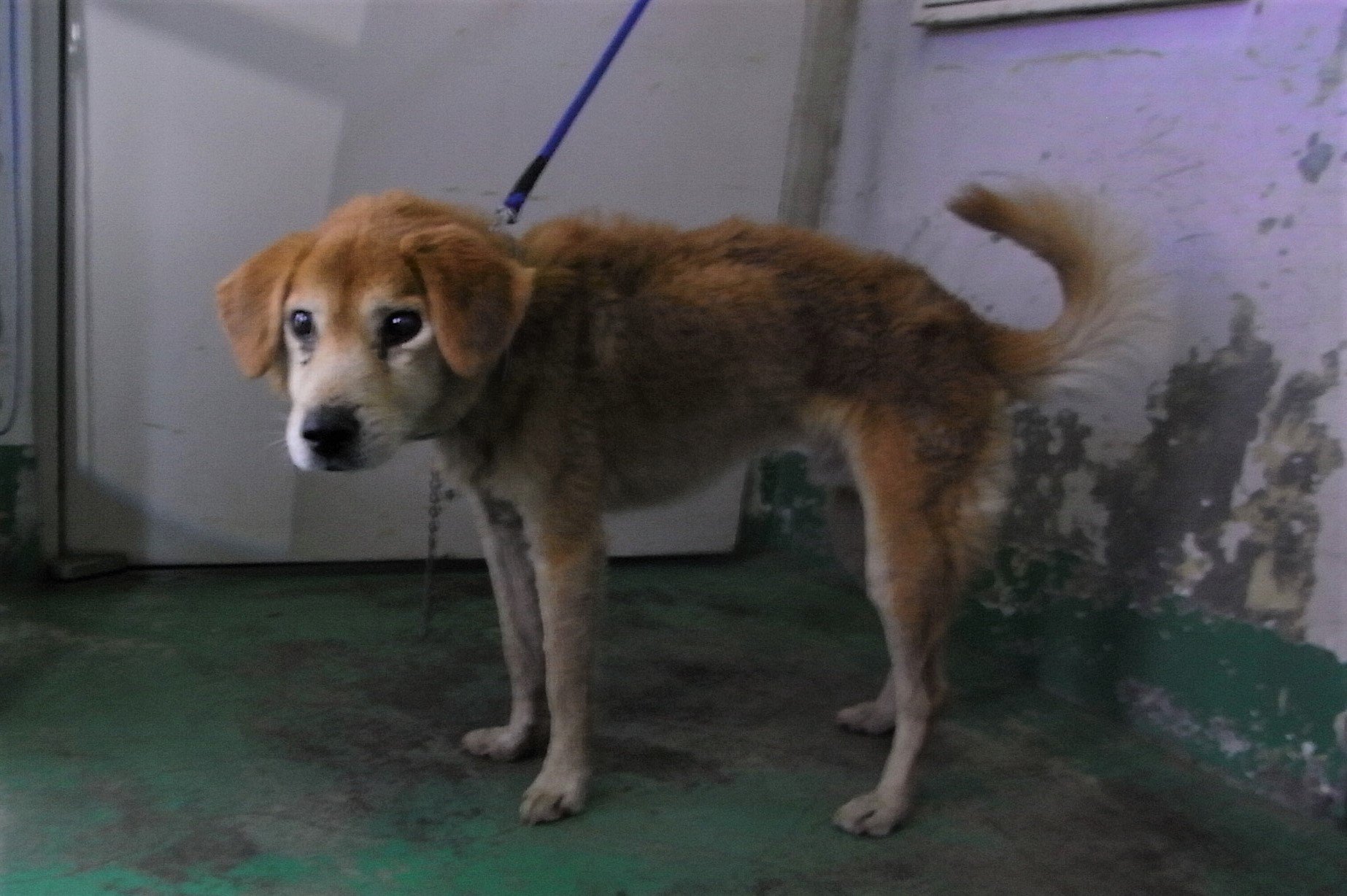 ট ইট র 浪速のプーちん 宮城県仙南保健所 迷子犬 性別 男 年齢推定 中齡 犬種 雑種犬 体格 中 毛色 茶白 保護月日場所 10 28 蔵王町円田字釜沢 青色布製首輪 青色ノミ取り 切れた鎖 迷子犬 里親急募 宮城県 刈田郡 蔵王町 ট ইট র 浪速のプーちん 宮城県仙南保健所 迷子犬 性別 男 年齢推定 中齡 犬種 雑種犬 体格 中 毛色 茶白 保護月日場所 10 28 蔵王町円田字釜沢 青色布製首輪 青色ノミ取り 切れた鎖 迷子犬 里親急募 宮城県 刈田郡 蔵王町