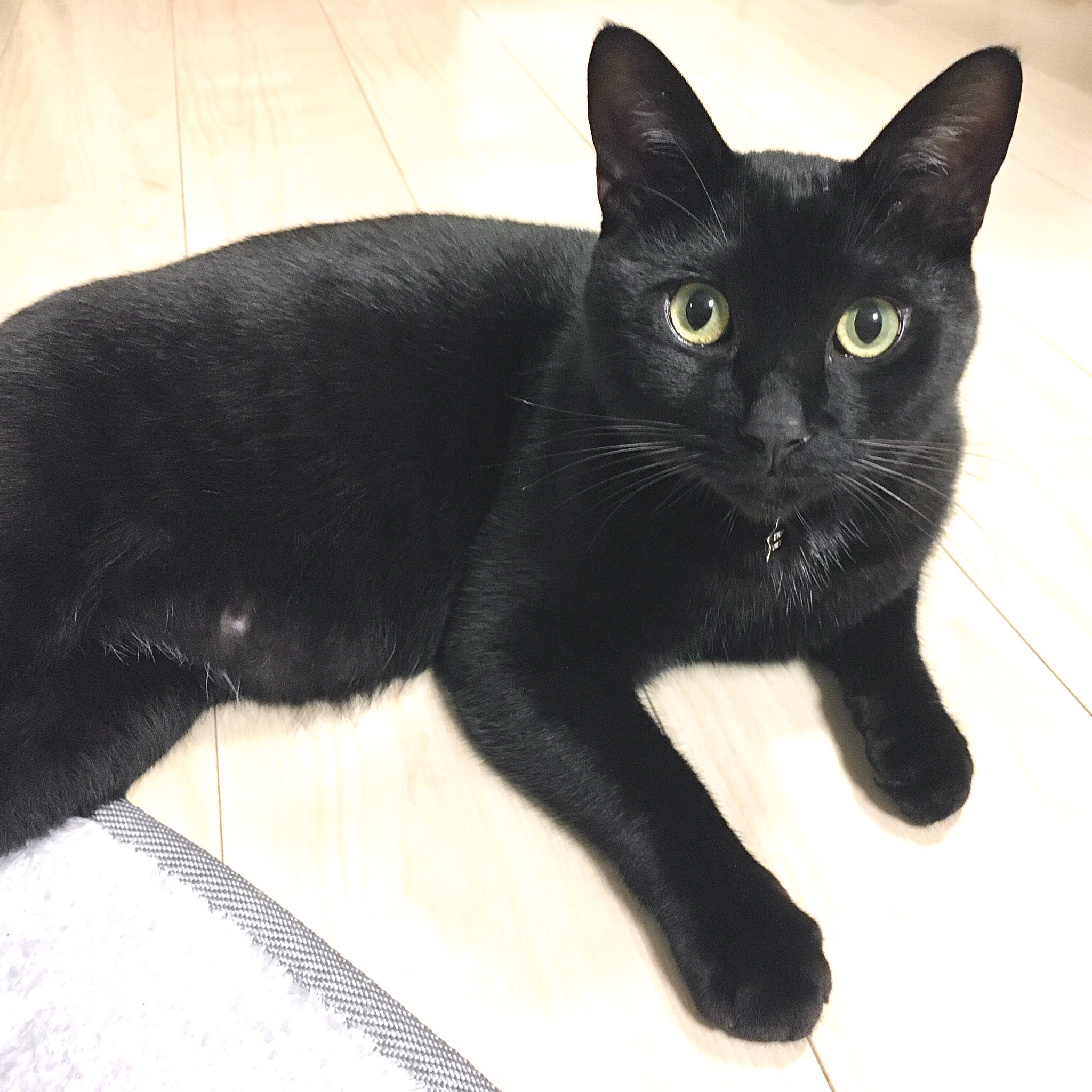 しおちん オタ活お母さん セシルちゃんといえば黒猫 ということでウチの黒猫 瞳も淡いグリーン系なのでクップルぽい Utapri Cecil 19 しおちん オタ活お母さん セシルちゃんといえば黒猫 ということでウチの黒猫 瞳も淡いグリーン系なのでクップルぽい Utapri Cecil 19