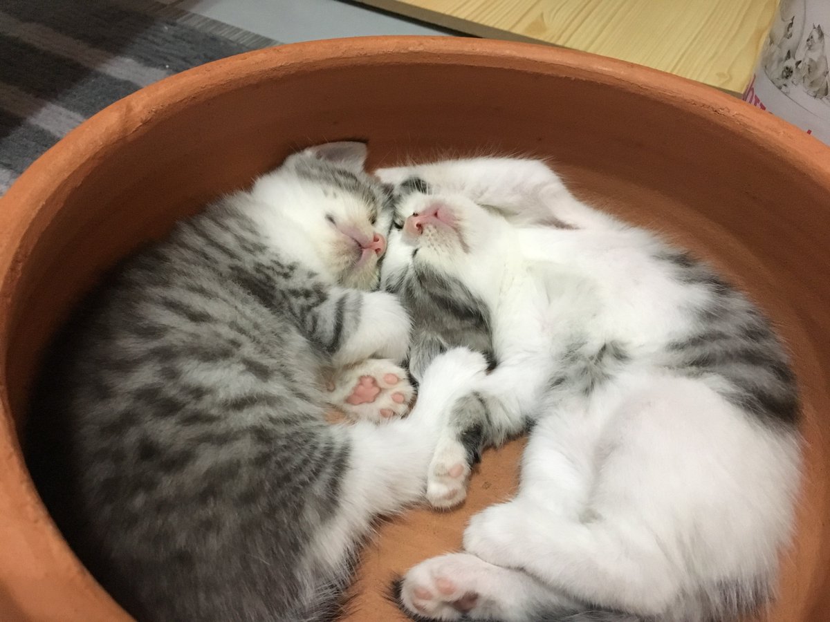 _DNVP_'s tweet image. ต้าว2ก้อนนอนเอาหัวชนกัน น่ารักกกกก🥺 ตอนตื่นตีกันแทบตาย ตอนหลับรักกันซะงั้น 💗