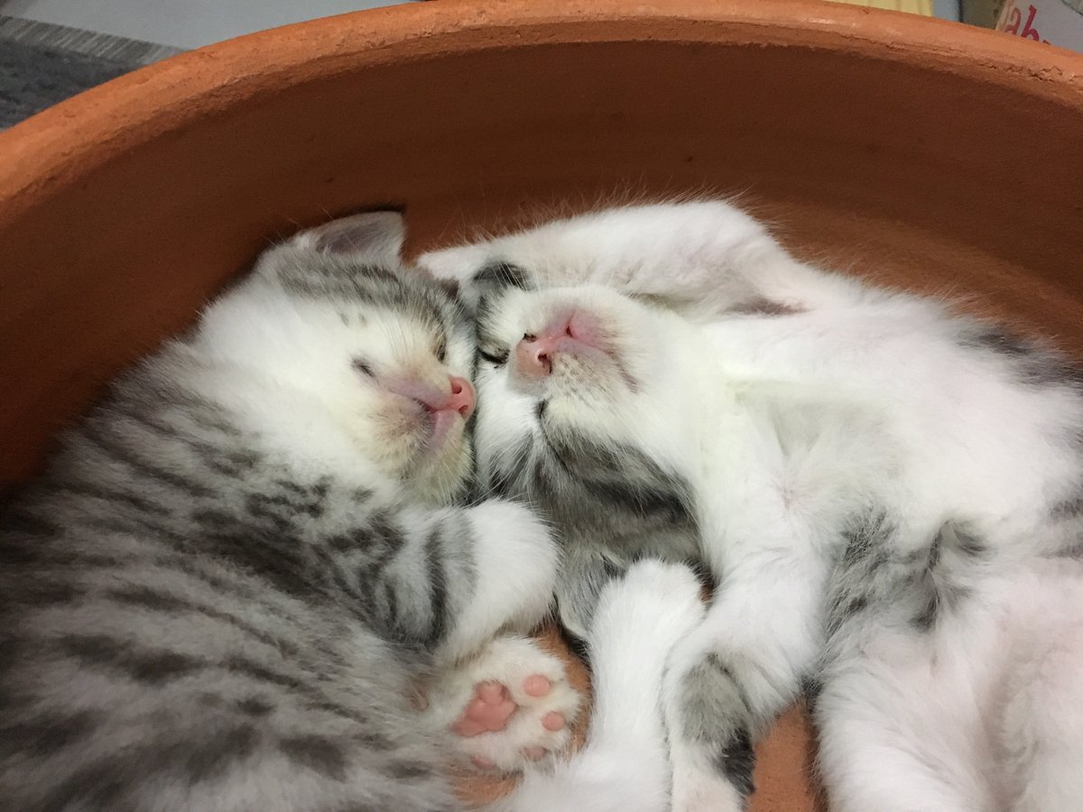 _DNVP_'s tweet image. ต้าว2ก้อนนอนเอาหัวชนกัน น่ารักกกกก🥺 ตอนตื่นตีกันแทบตาย ตอนหลับรักกันซะงั้น 💗