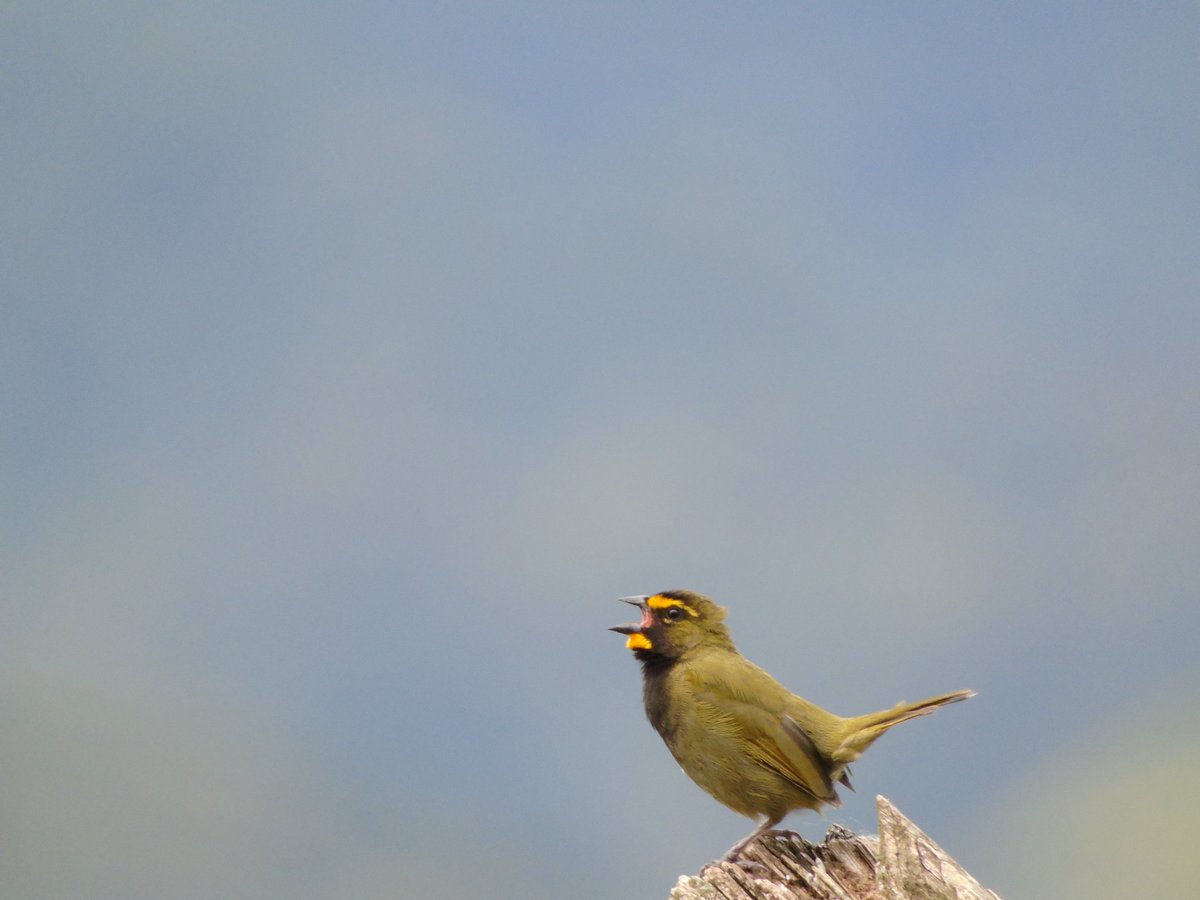 Yellow-faced Grassquit (Tiaris olivaceus)
#tiaris #tiarisolivaceus #yellowfacedgrassquit #semillerocariamarillo #grassquit #birdingcaquetá #birdingphotography #birds